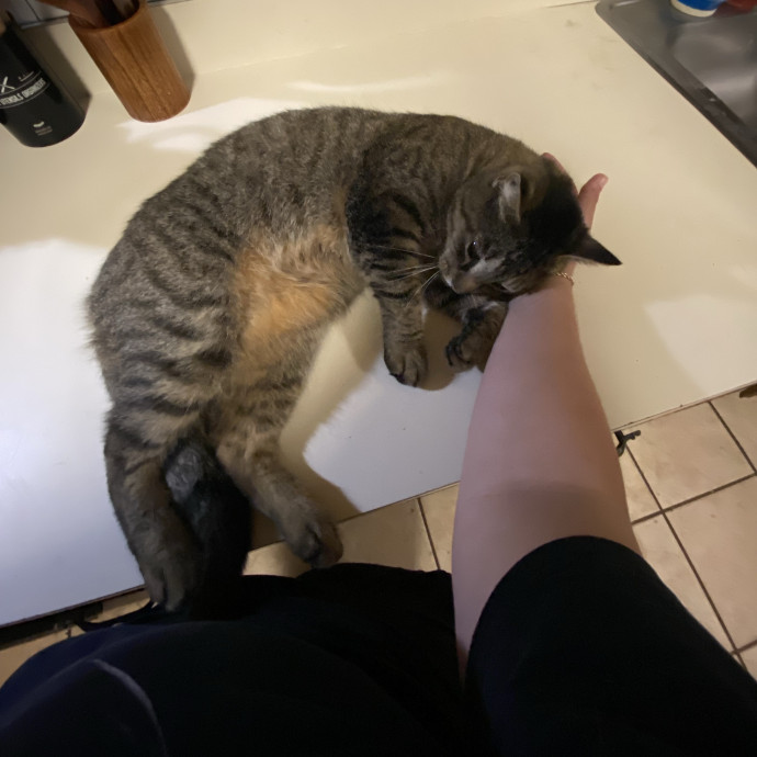 Your Local Cat Whisperer