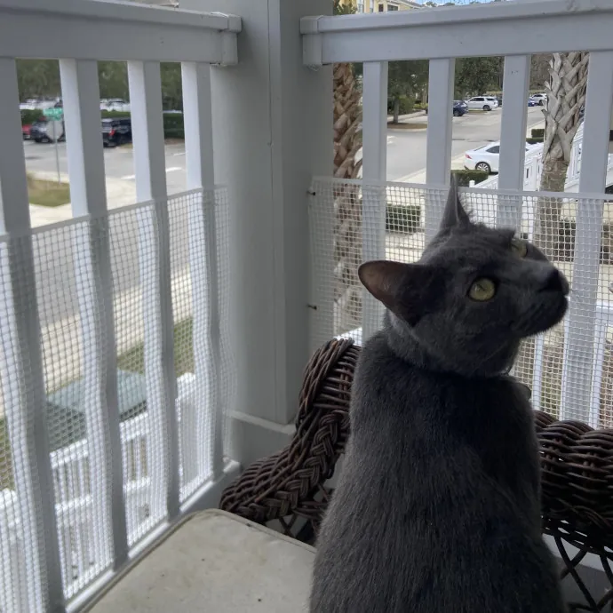 Your Local Cat Whisperer