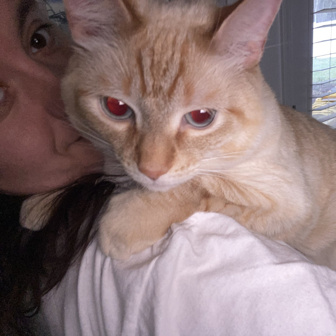 Your Local Cat Whisperer