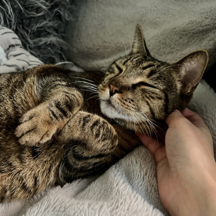 Cat Lover  Reliable Nyc Sitter