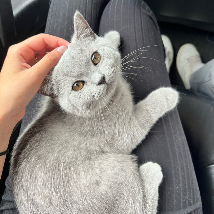 Cat Lover  Reliable Nyc Sitter