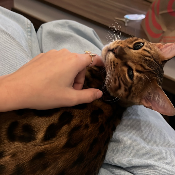 Cat Lover  Reliable Nyc Sitter