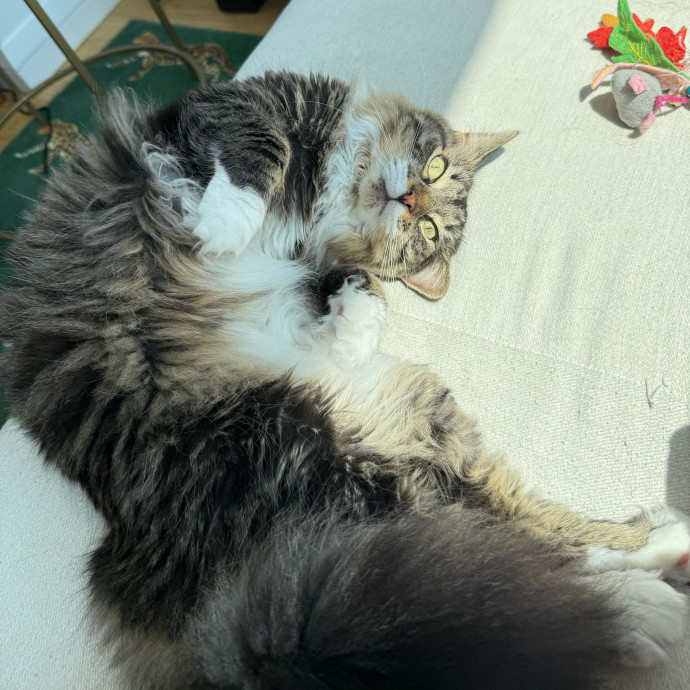 Cat Lover  Reliable Nyc Sitter