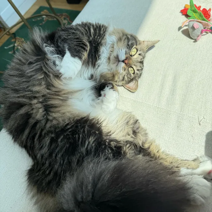 Cat Lover  Reliable Nyc Sitter
