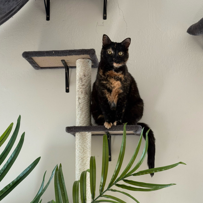 Cat Lover  Reliable Nyc Sitter