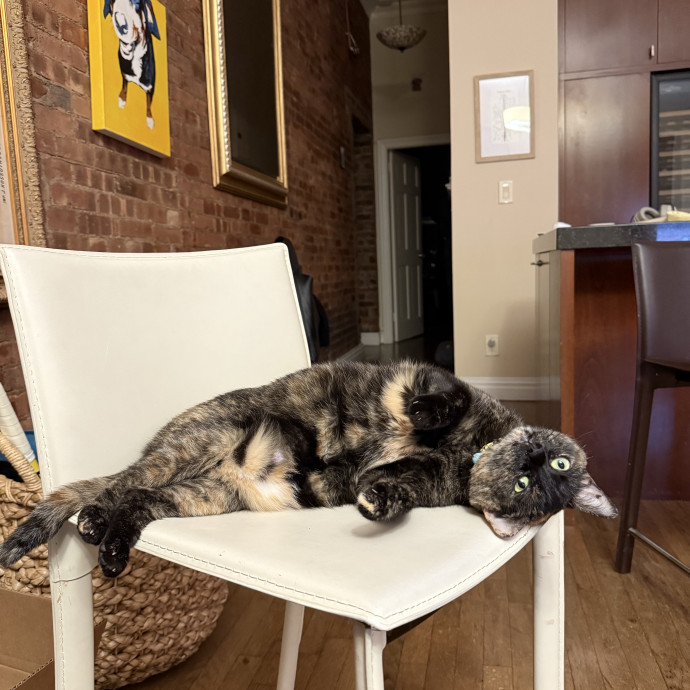 Cat Lover  Reliable Nyc Sitter