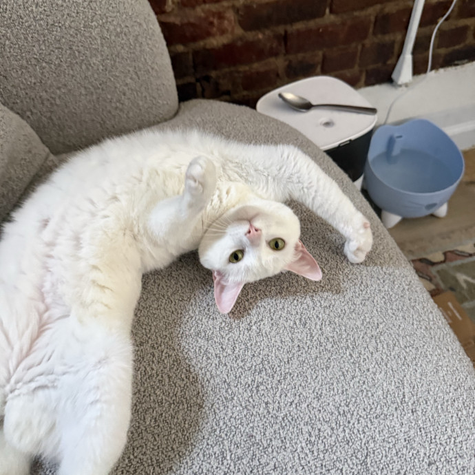 Cat Lover  Reliable Nyc Sitter