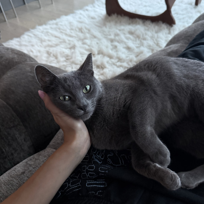 Cat Lover  Reliable Nyc Sitter