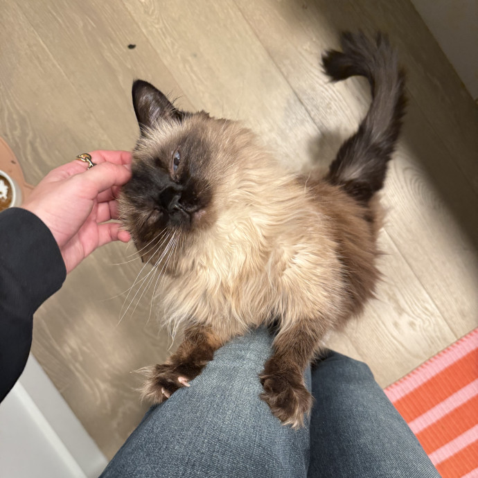 Cat Lover  Reliable Nyc Sitter
