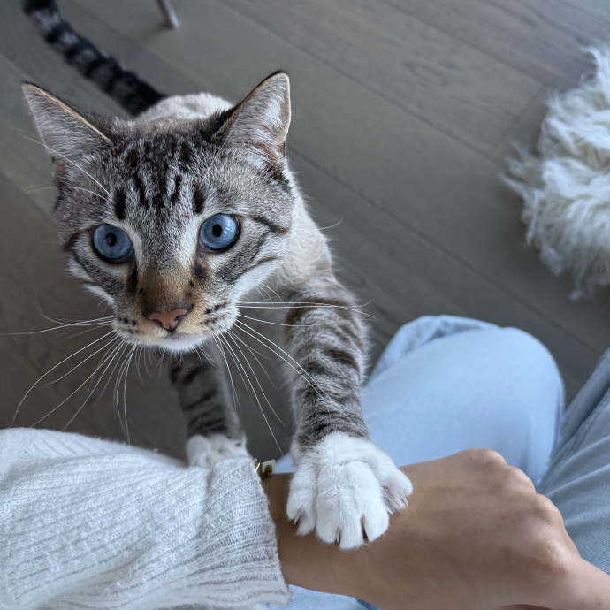 Cat Lover  Reliable Nyc Sitter