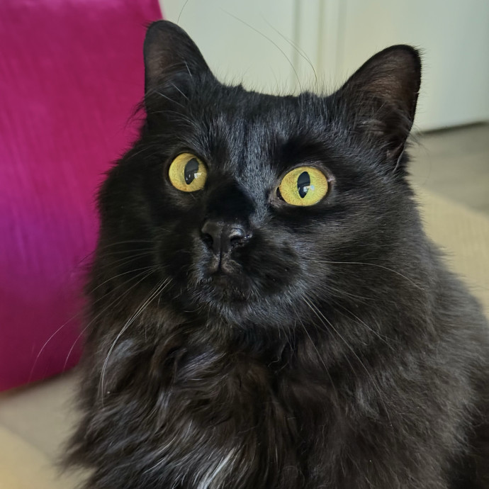 Cat Lover  Reliable Nyc Sitter