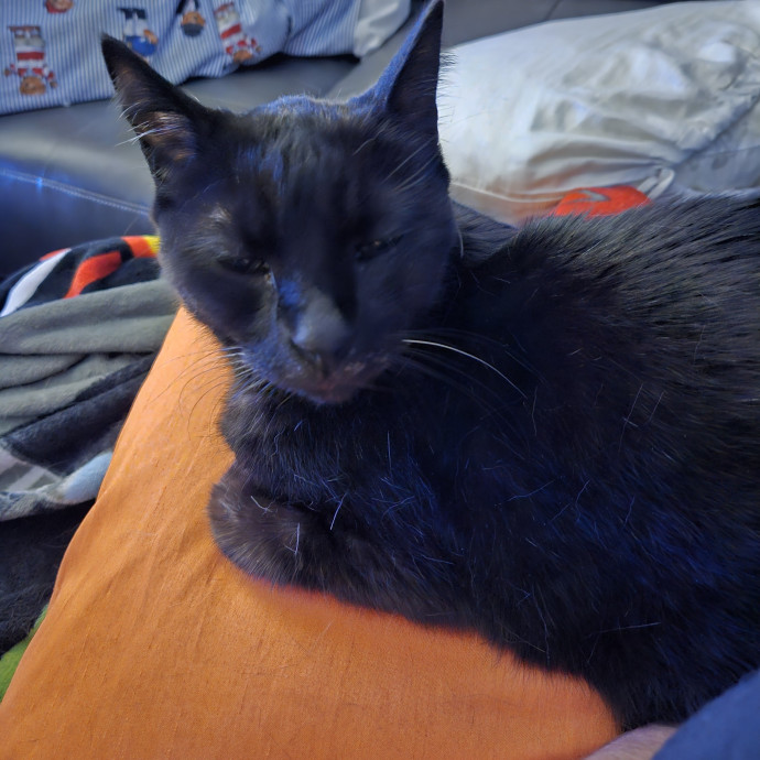 Kristi's Kitty Kare