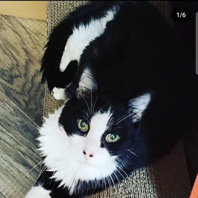 Kristi's Kitty Kare