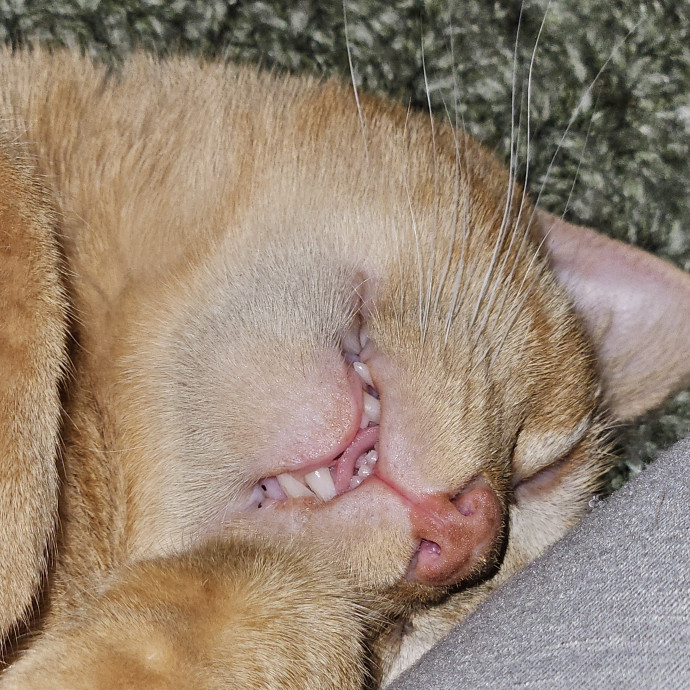 Kristi's Kitty Kare
