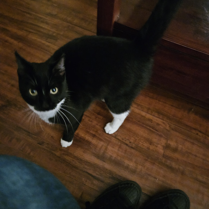 Kristi's Kitty Kare