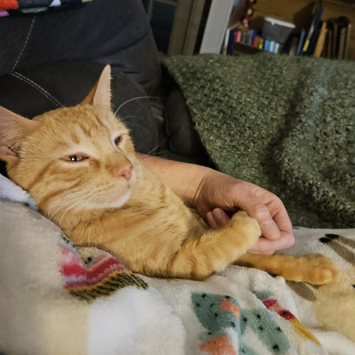 Kristi's Kitty Kare