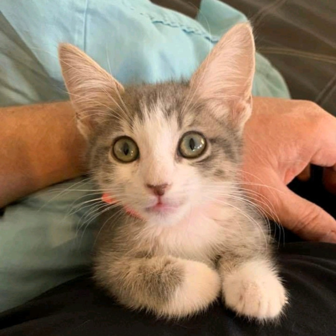 Kristi's Kitty Kare