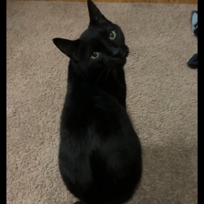 Kristi's Kitty Kare