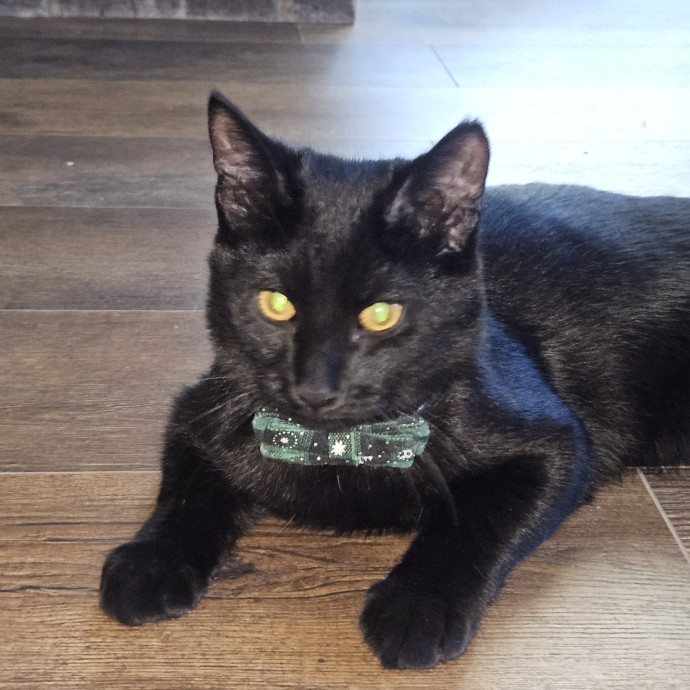Kristi's Kitty Kare