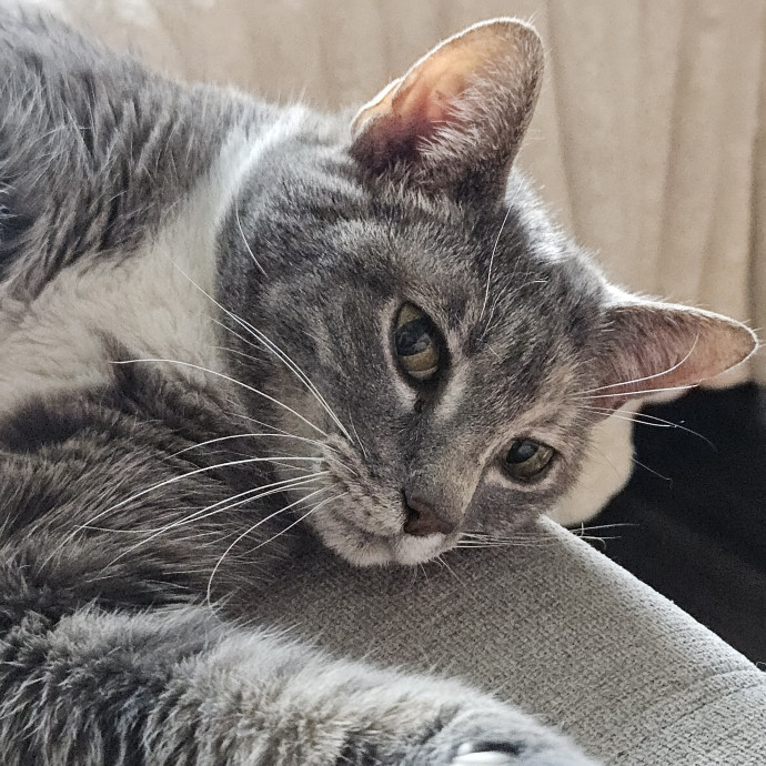 Kristi's Kitty Kare photo 2