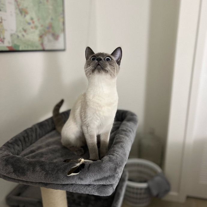 Izzy's Cozy Cat Care