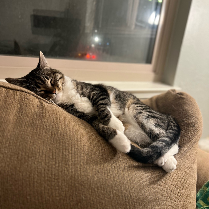 Izzy's Cozy Cat Care