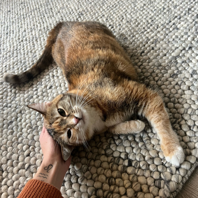 Izzy's Cozy Cat Care