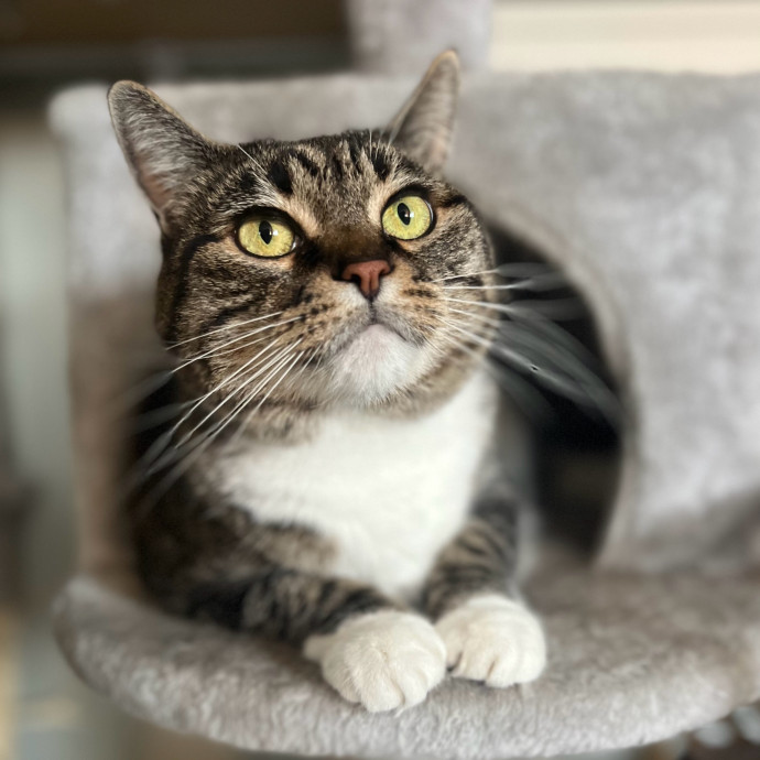 Izzy's Cozy Cat Care