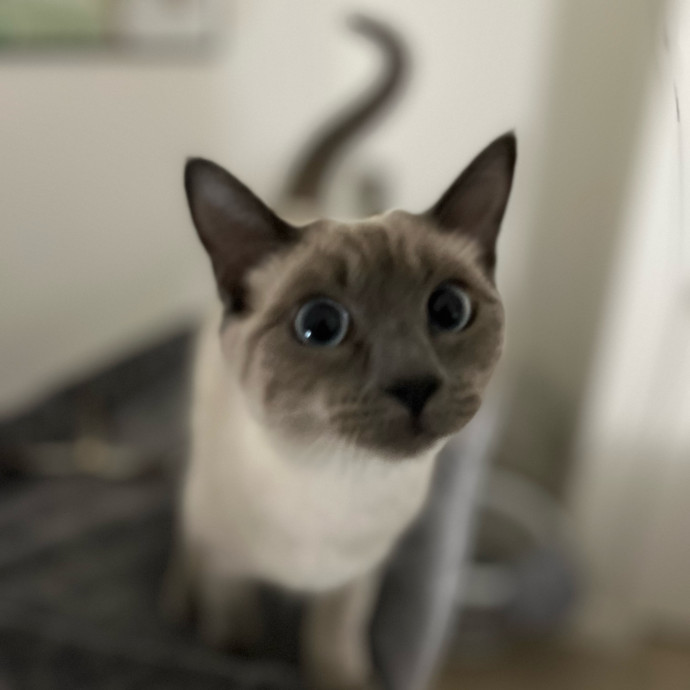 Izzy's Cozy Cat Care