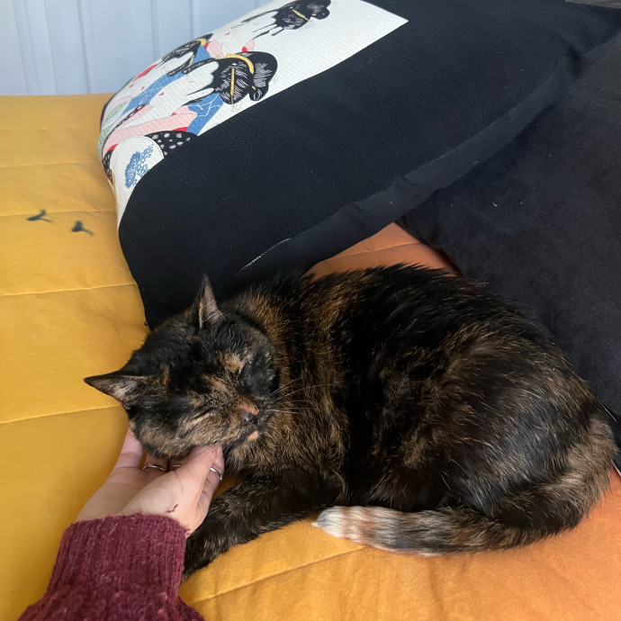 Izzy's Cozy Cat Care