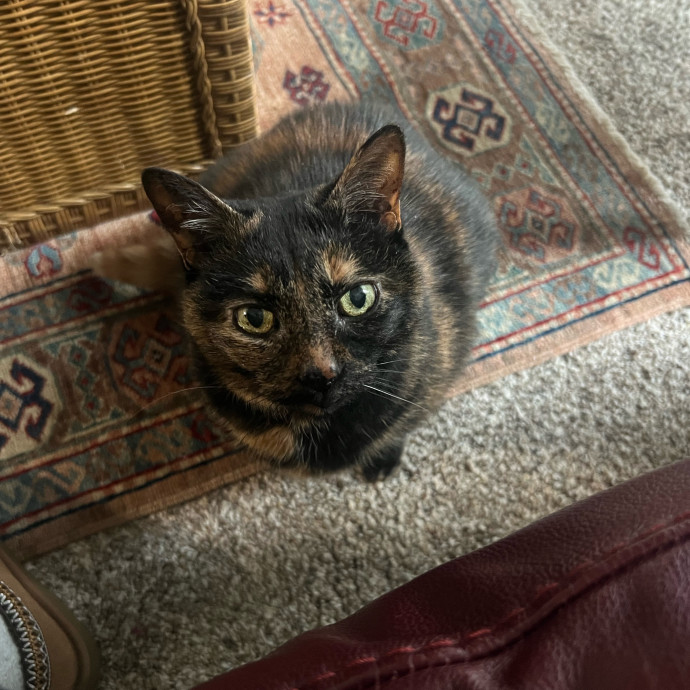 Izzy's Cozy Cat Care