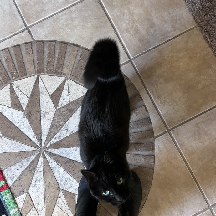 Izzy's Cozy Cat Care