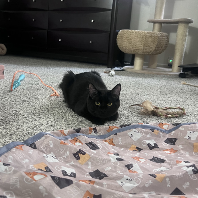 Izzy's Cozy Cat Care