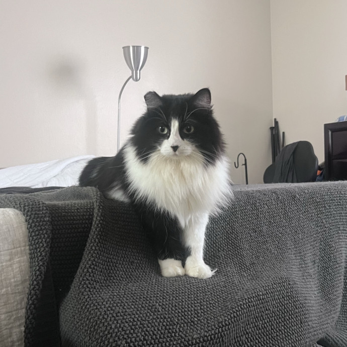 Izzy's Cozy Cat Care