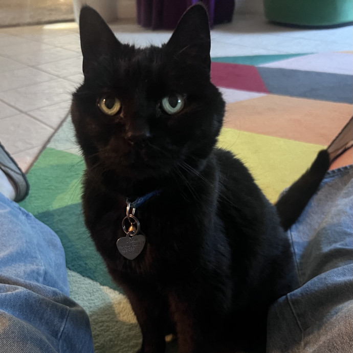 Izzy's Cozy Cat Care