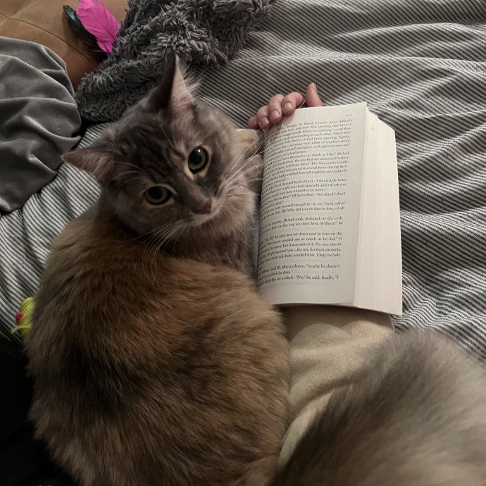 Izzy's Cozy Cat Care photo 3