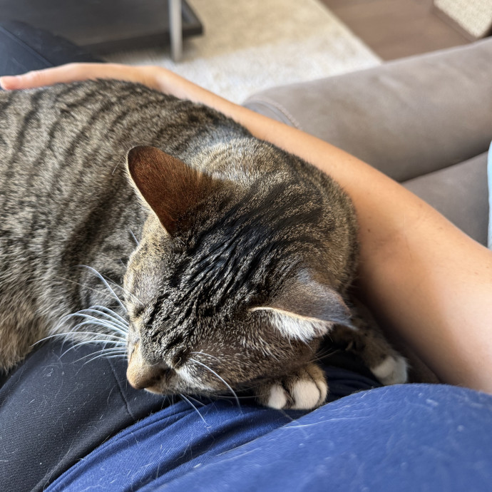 Izzy's Cozy Cat Care photo 2