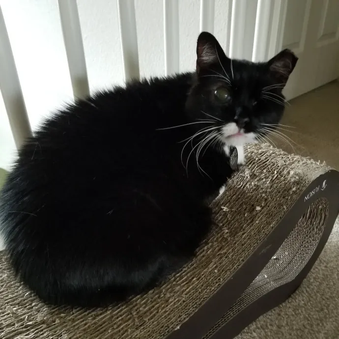 Cat Lady Jan's Arlington Mansfield Care