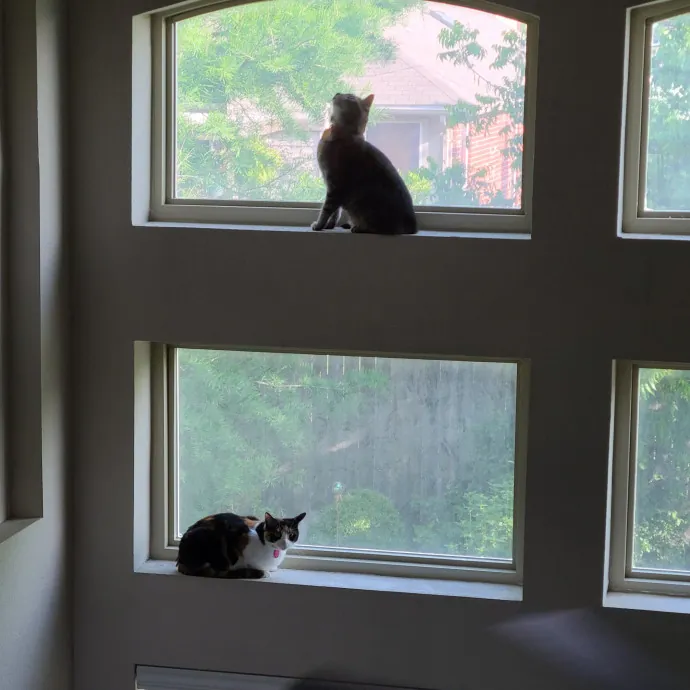 Cat Lady Jan's Arlington Mansfield Care