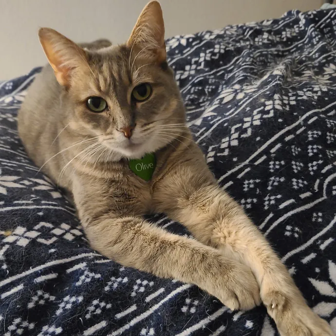 Cat Lady Jan's Arlington Mansfield Care