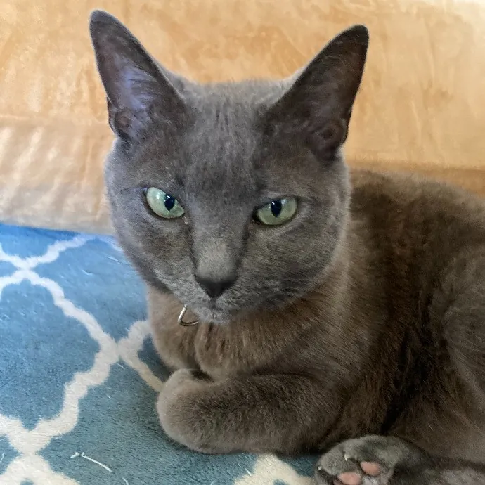 Let Me Care For Your Kitties