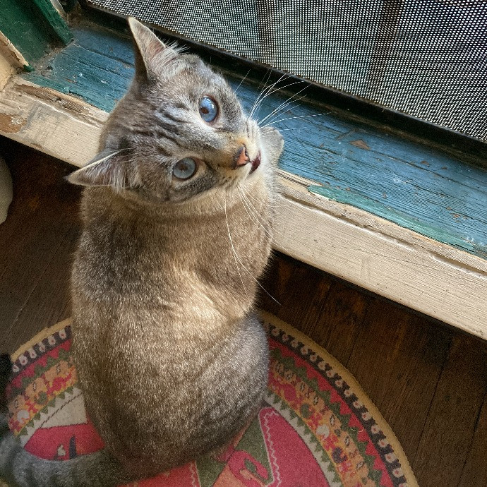 Let Me Care For Your Kitties