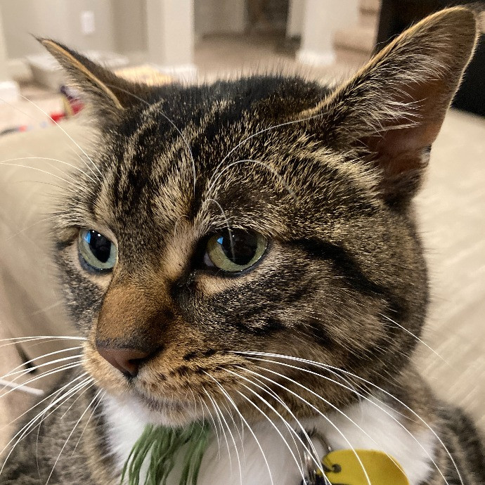 Let Me Care For Your Kitties