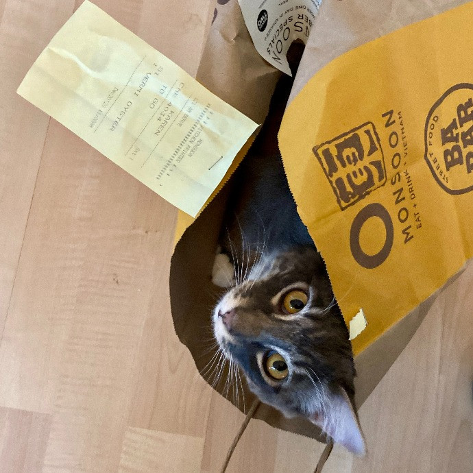 Let Me Care For Your Kitties
