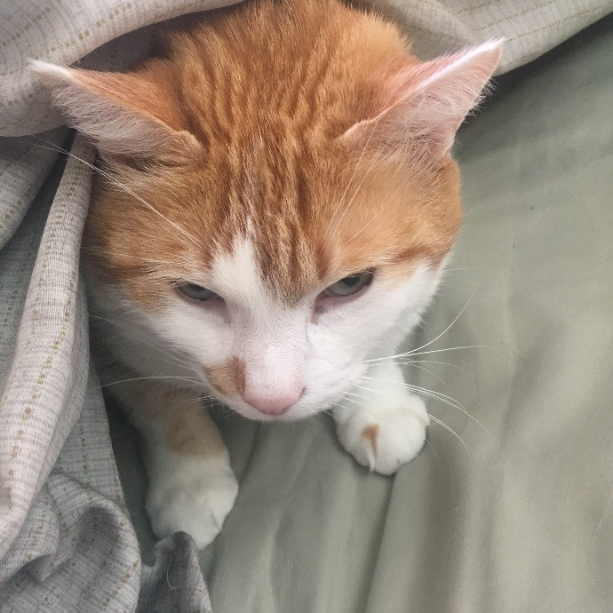 Let Me Care For Your Kitties