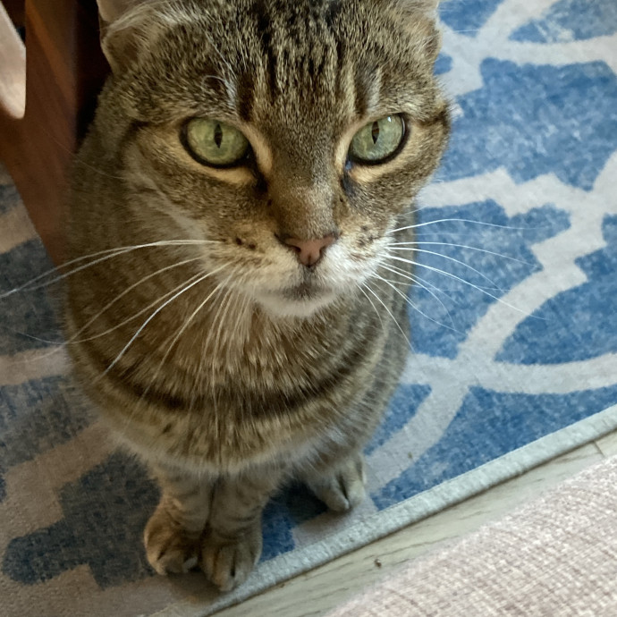 Let Me Care For Your Kitties photo 3