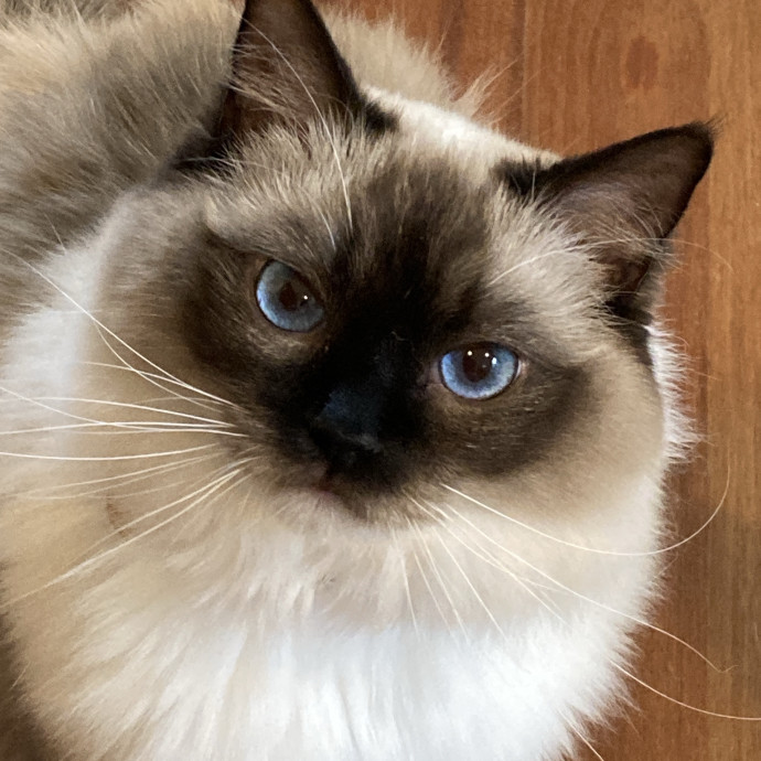 Let Me Care For Your Kitties photo 2