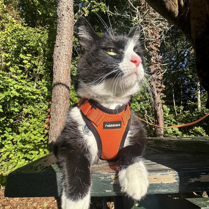 Nati's Cat Care