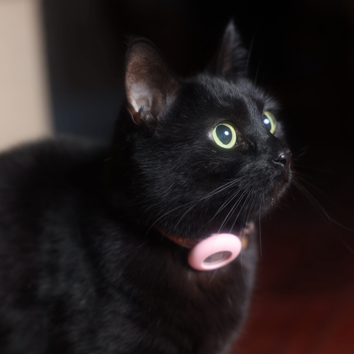 Nati's Cat Care