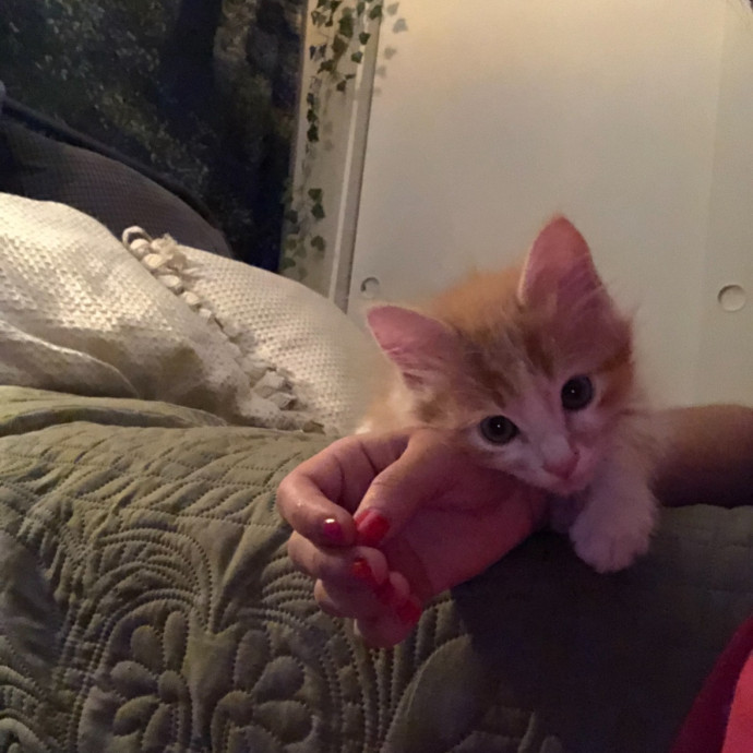 The Gentle Paw photo 3